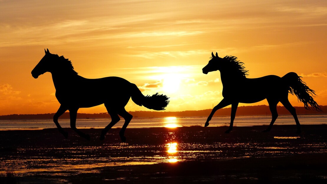 Pferde reiten am Strand in Hurghada