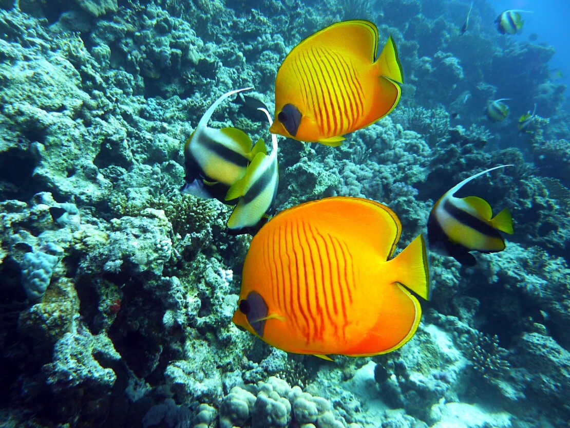 Diving in Hurghada / Marsa Alam