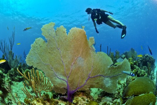 Hurghada Tauchen Korallenriff Fische